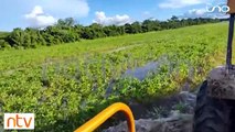 Anapo reporta la pérdida de 43 mil hectáreas de soya a causa de las inundaciones