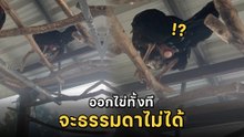 แม่ไก่ออกไข่กันกลางอากาศ ชาวเน็ตแห่ลุ้นตาม ไข่สดของแท้ สดกว่านี้ไม่มีแล้ว