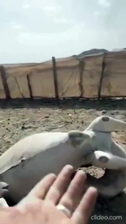 Un chameau a fait un noeud avec son cou... mal barré l'animal