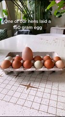 Quand ta poule te réserve une belle surprise