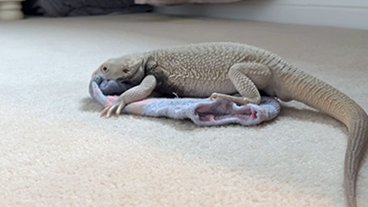 Titillated Bearded Dragon humps his favorite sock all over the room ...