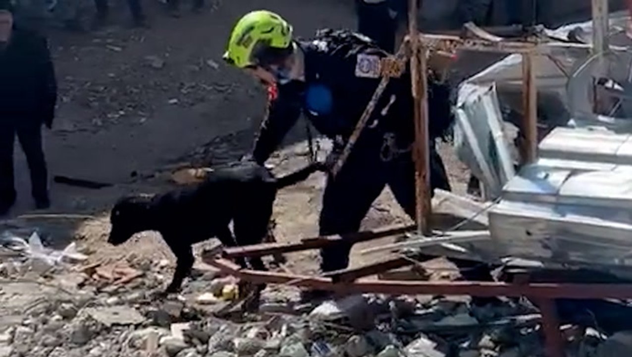 Sniffer dog searches for earthquake survivors in Turkey as death toll