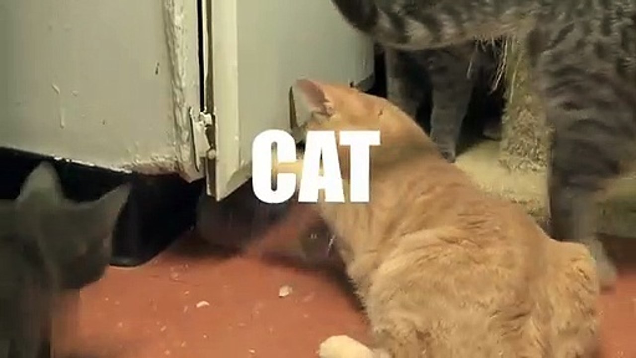Cat VS Plastic Botels