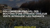 Collombey-Muraz : mouton d'une étrange couleur verte intrigue passants par