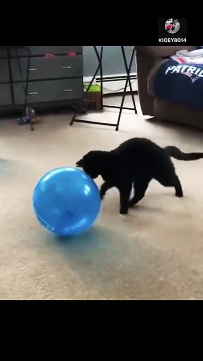 funny cat