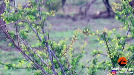 1 Lioness Steals Impala from 5 Cheetahs