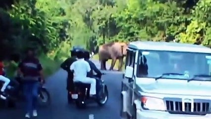 10 Dangerous Animals to Avoid 🐾