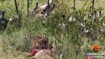 Lion Steals from Vultures that Stole from Cheetah