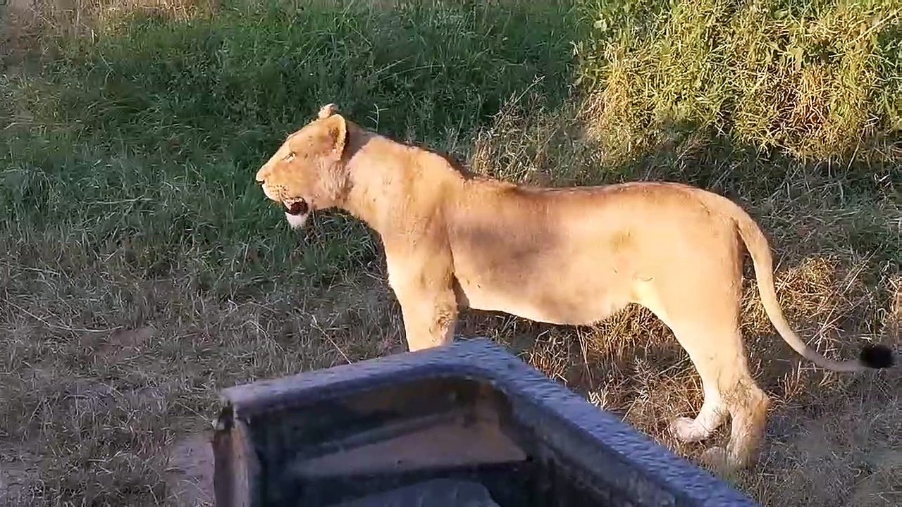 LIONS - LIVE!