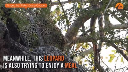 Lions Climb Tree with Leopard Still There