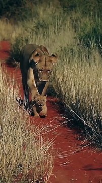 Mommy lion dribbles her tiny cub like a soccer ball ⚽️