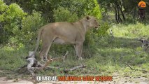Rare Lion Birth Caught on Camera
