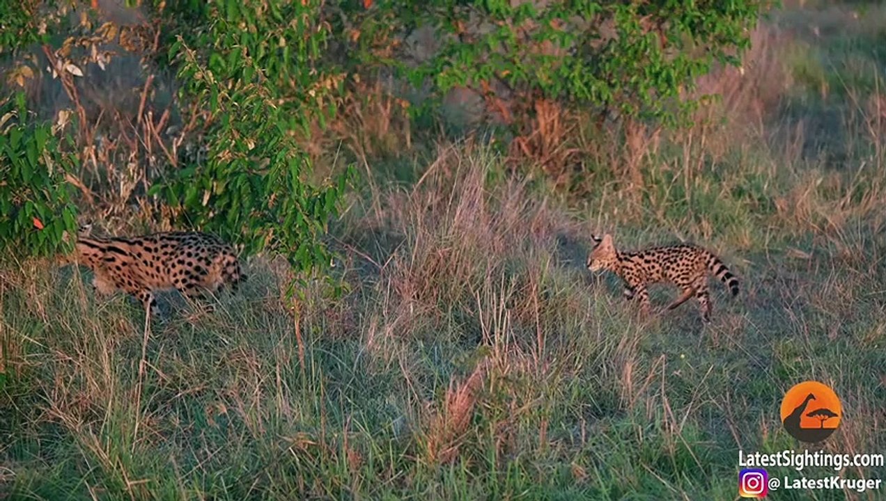 Serval Kitten vs Lion