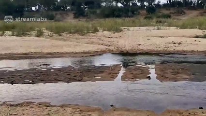 Sleeping Lions Suddenly Lead Us to Other Lions!