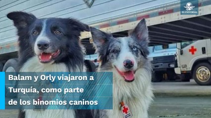 Son héroes en Turquía los hijos de Athos, perrito rescatista asesinado en Querétaro
