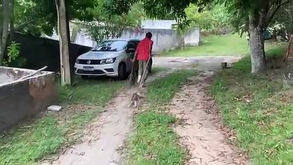 IMA flagra jacarés-de-papo-amarelo abandonados em Fernão Velho