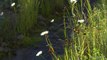 4K HDR Video Daily Nature - Summer Meadow Flowers & Trickling Brook