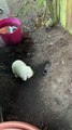 Digging Bunny Kicks Dirt in Friend's Face
