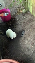 Digging Bunny Kicks Dirt in Friend's Face