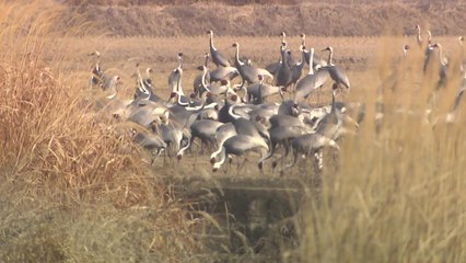재두루미 2배 이상 찾아...월동 마치고 번식지로 갈 채비 / YTN