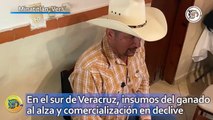 En el sur de Veracruz, insumos del ganado al alza y comercialización en declive