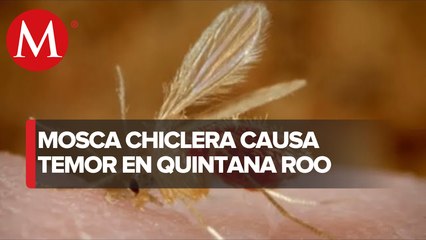 Quintana Roo reporta más de 400 casos de Leishmaniasis o piquete de la mosca chiclera
