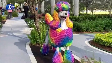 Paseo de perros y gatos, Miami
