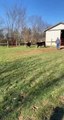 Show Steer Stumbles into Fence