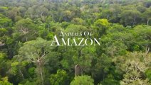 Animals of Amazon 4K  Animals That Call The Jungle Home  Amazon Rainforest Scenic Relaxation Film