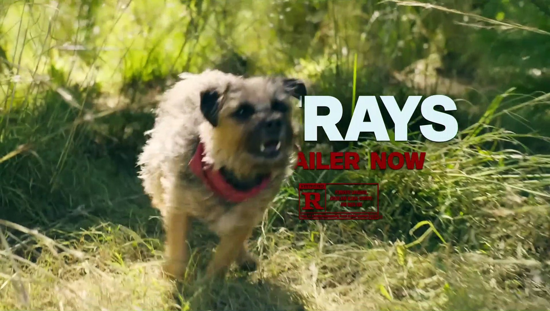 ⁣Strays Movie
