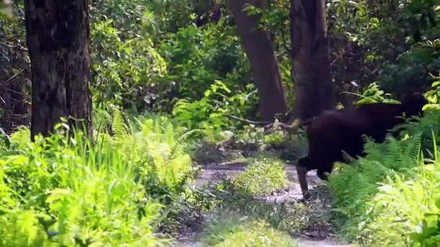 The Secret Lives Of Big Cats - Se1 - Ep01 - The Secret Lives of Tigers HD Watch