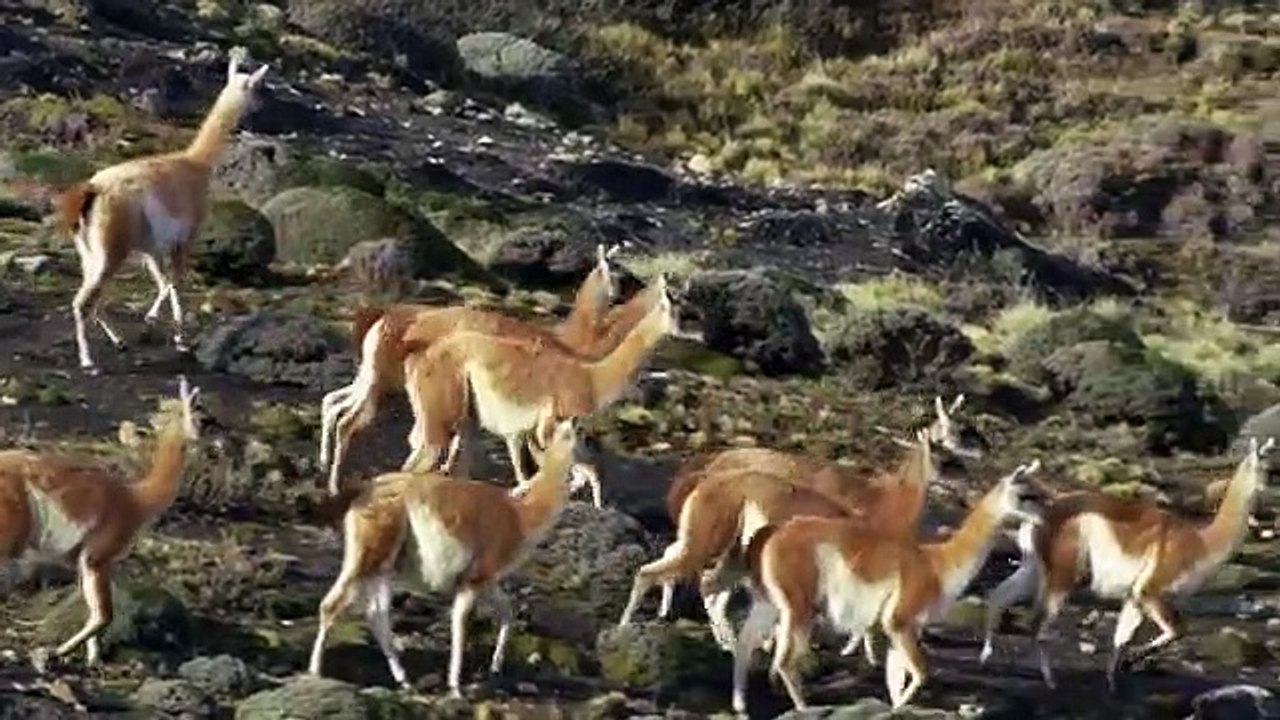 The Secret Lives Of Big Cats - Se1 - Ep03 - The Secret Lives of Pumas HD Watch