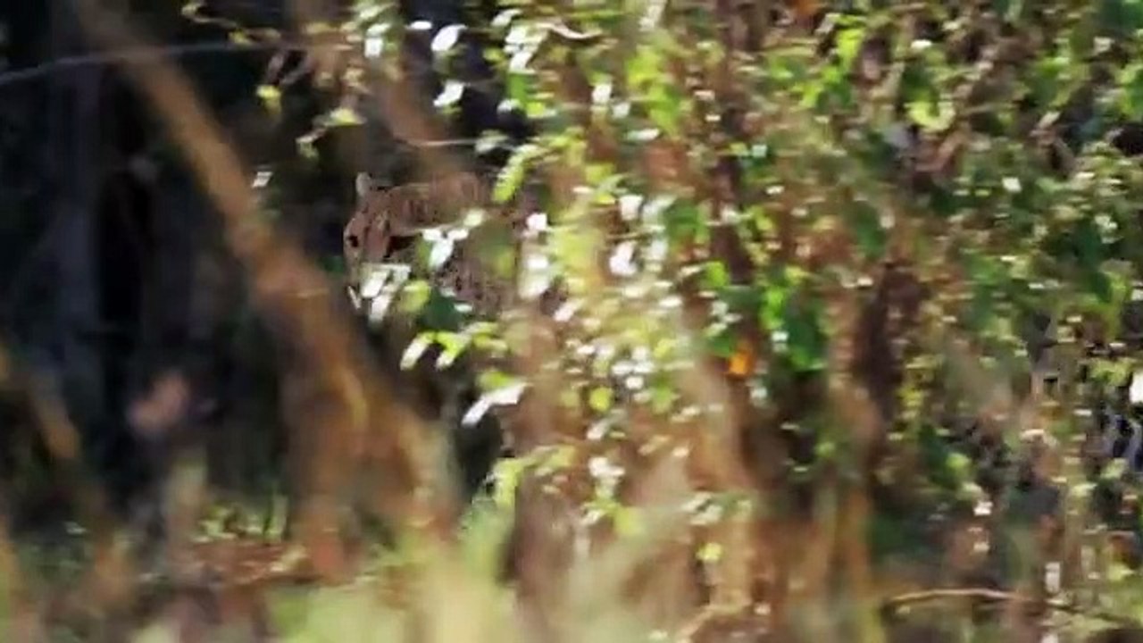 The Secret Lives Of Big Cats - Se1 - Ep07 - The Secret Lives of Cheetahs HD Watch