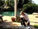 Dog Training Camp Min Pin in San Diego