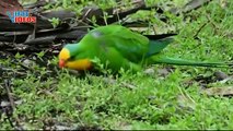 Superb Parrot (Polytelis swainsonii) #nature is Amazing Viral videos