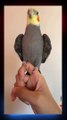 Amazing Parrot Video So Cute funny parrot videos | parrot videos | subscribe