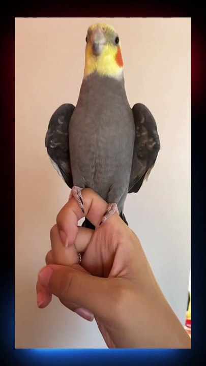 Amazing Parrot Video So Cute funny parrot videos | parrot videos | subscribe