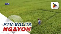 Mahigit P350-M diskwento para sa abono ng mga magsasaka sa Mimaropa, ipinamahagi ng DA