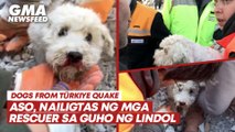 Aso, nailigtas ng mga rescuer sa guho ng lindol | GMA News Feed