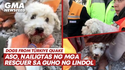 Aso, nailigtas ng mga rescuer sa guho ng lindol | GMA News Feed