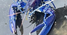 Un Britannique pêche un homard bleu électrique, il avait une chance sur 2 millions de l'attraper 