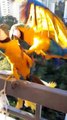 Dramatic Parrots Stumble Into Each Other Like Dominoes
