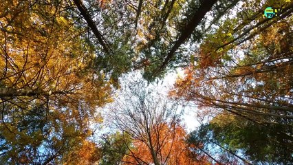 Surprising Facts About Our Home Planet (EARTH)