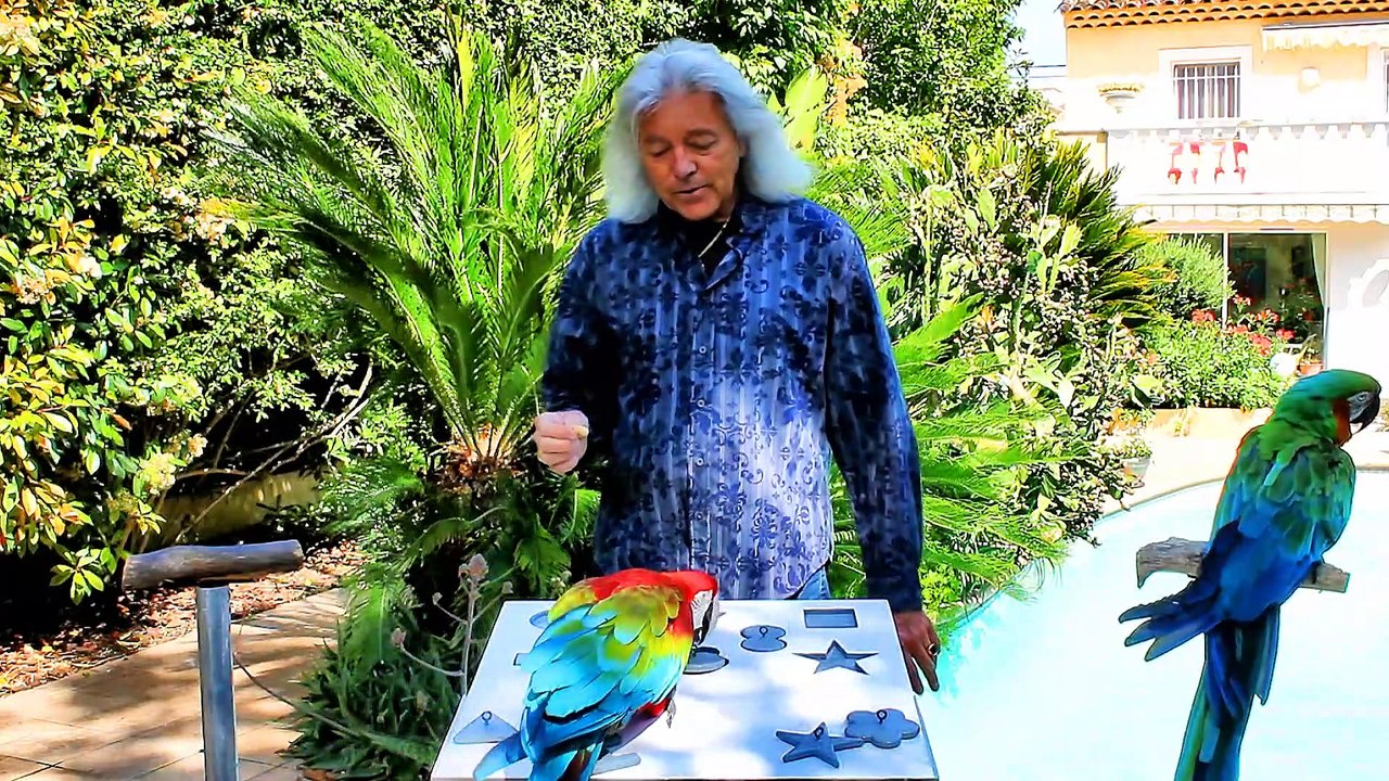 Smart Macaws Solve Puzzles - video Dailymotion