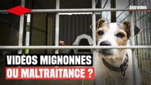 Ces vidéos d’animaux qui cachent de la maltraitance