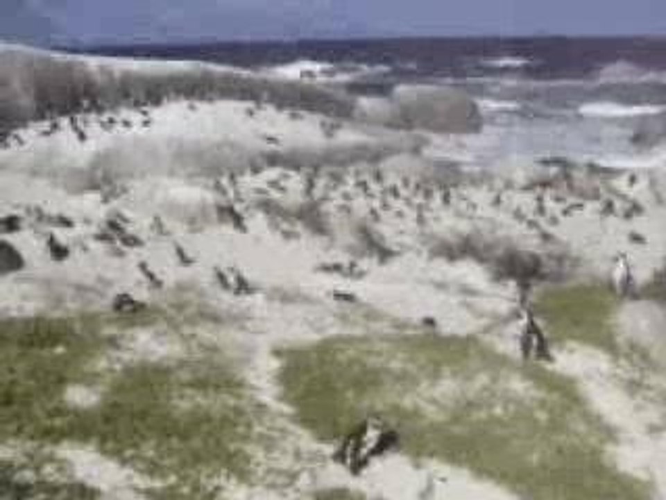 Penguins at the beach