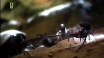 National Geographic - Army Ants - BBC Wildlife Documentary