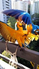 Dramatic Parrots Stumble Into Each Other Like Dominoes