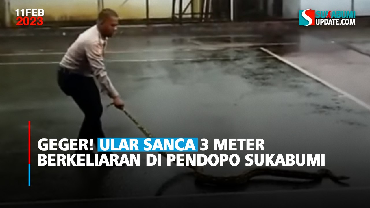 Geger! Ular Sanca 3 Meter Berkeliaran di Pendopo Sukabumi