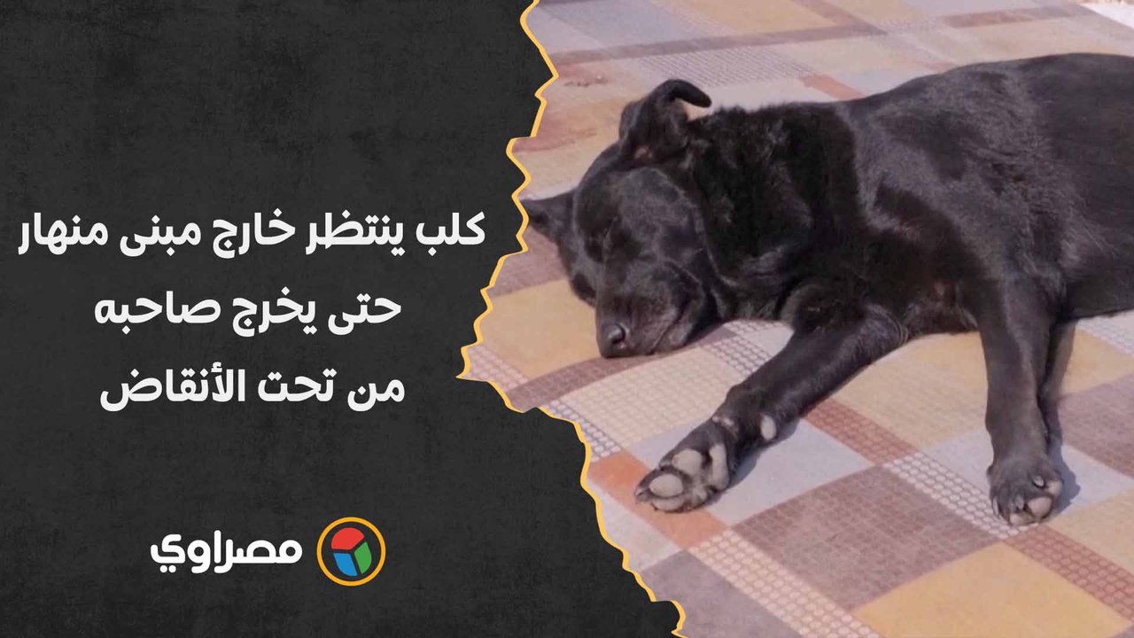 زلزال تركيا.. كلب ينتظر خارج مبنى منهار حتى يخرج صاحبه من تحت الأنقاض